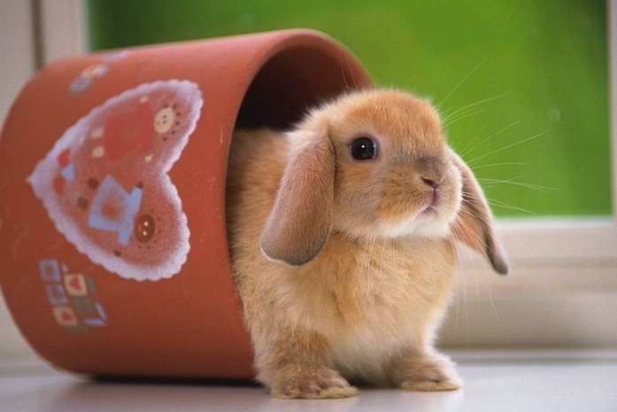 nice rabbit.jpg